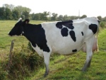 prim'holstein