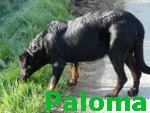 Caline